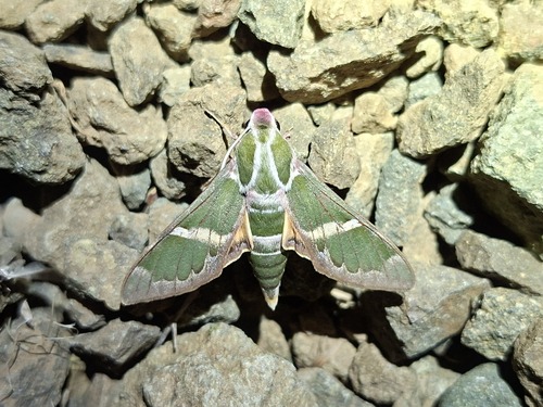 madder hawkmoth