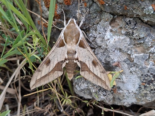 Mediterranean Hawkmoth