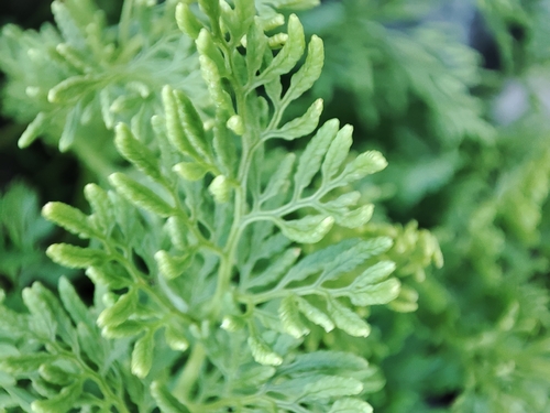 parsley fern