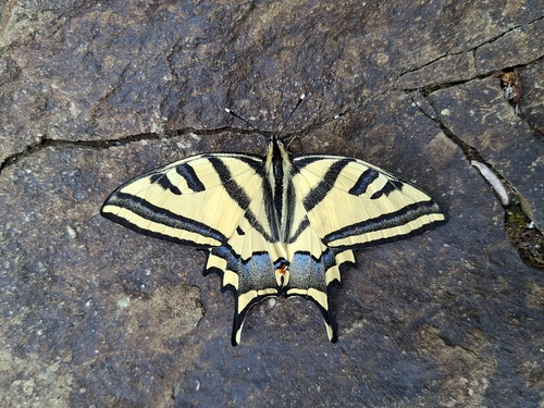 Southern Swallowtail