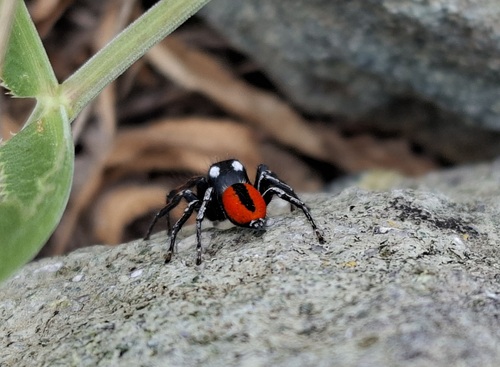 Red-bellied Jumping Spider