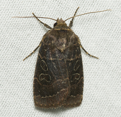 Orthodes cynica