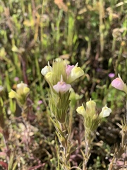 Castilleja rubicundula lithospermoides