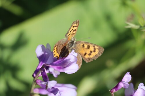 Small Copper