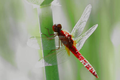 Broad Scarlet