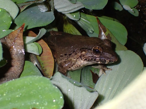 Limnonectes blythii observed 2026-07-04