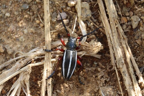 Dorcadion scabricolle
