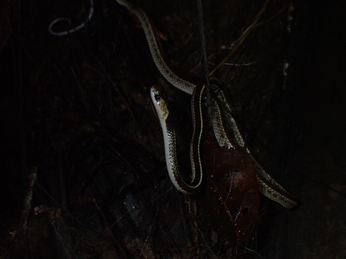 Lycodon subannulatus, 2026-07-04