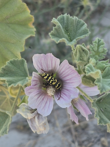 Neoplagionotus andreui