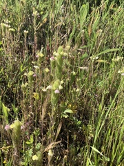 Castilleja rubicundula lithospermoides