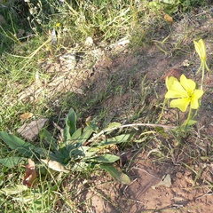 Oenothera longissima, photograph (c) Stan Shebs, some rights reserved (CC BY-SA)