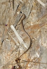 Tantilla planiceps