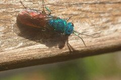 Chrysis terminata