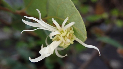 Chinese fringe flower