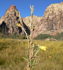 Oenothera longissima, photograph (c) Stan Shebs, some rights reserved (CC BY-SA)
