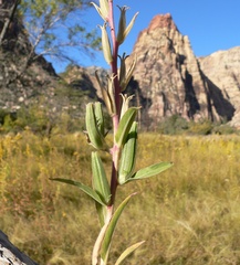 Oenothera longissima, photograph (c) Stan Shebs, some rights reserved (CC BY-SA)
