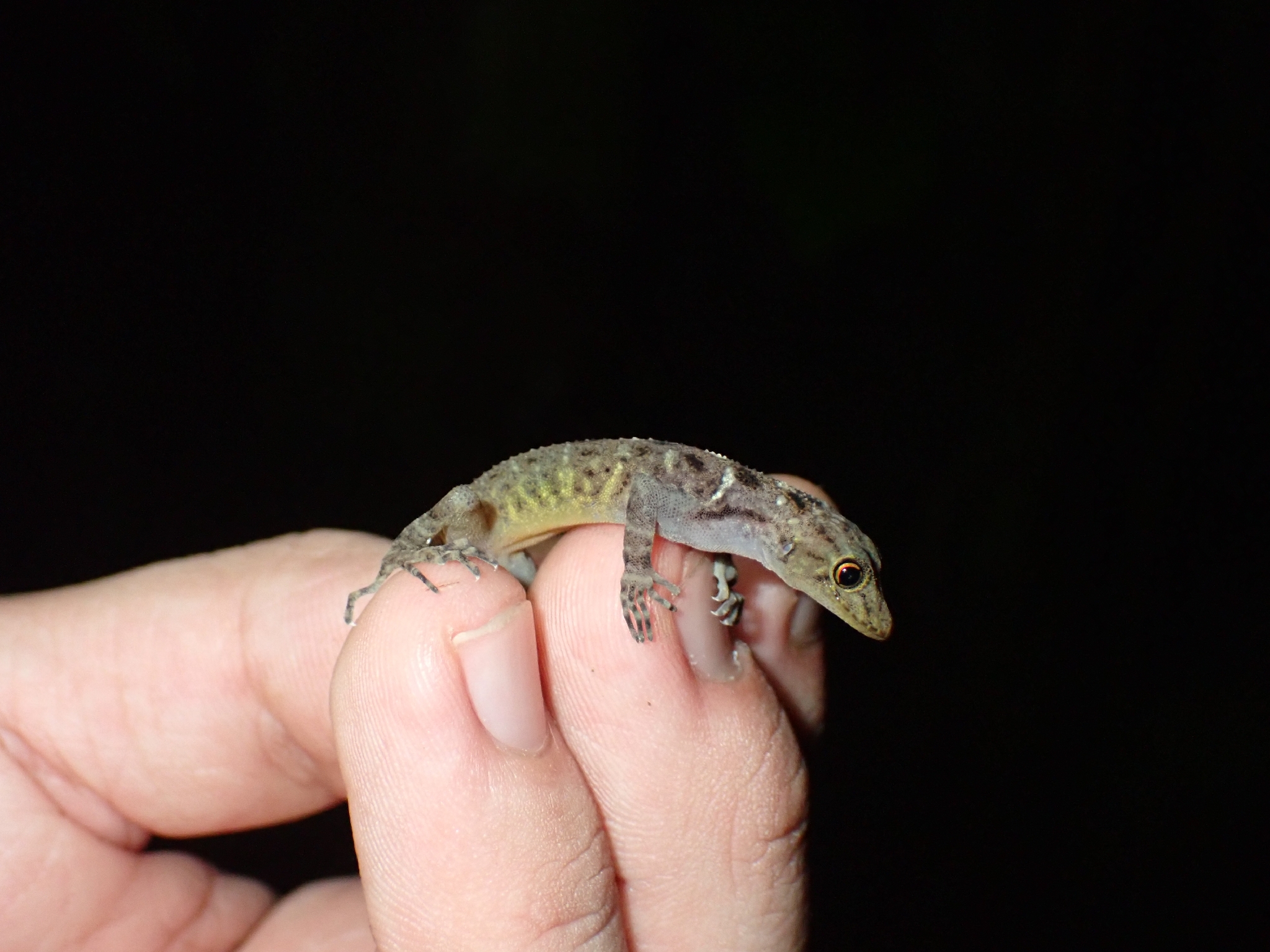 Phuket Day Gecko