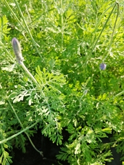 Lavandula pinnata