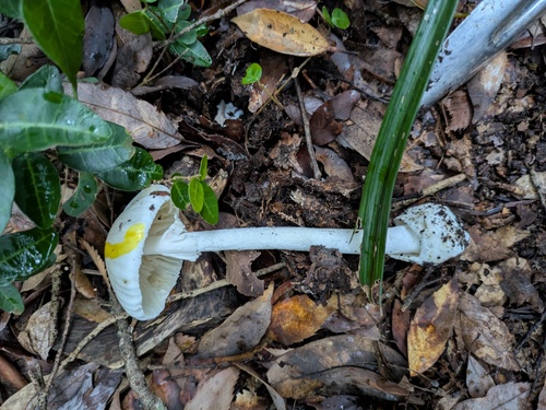 Pale-Rose Death Cap