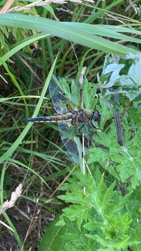 Four-spotted Skimmer