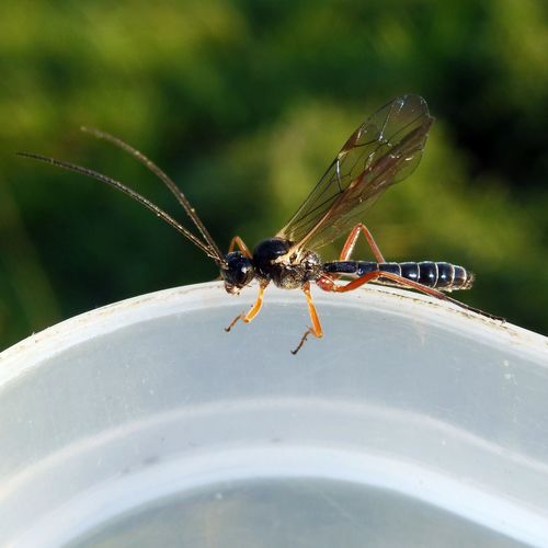 Eridolius alacer