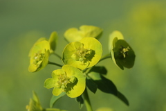Euphorbia