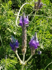 Lavandula pinnata