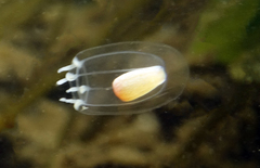 Euphysa