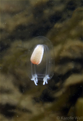 Euphysa