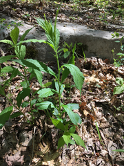 Hybanthus concolor