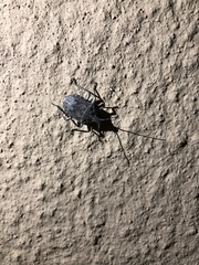 Peltasticus punctatus