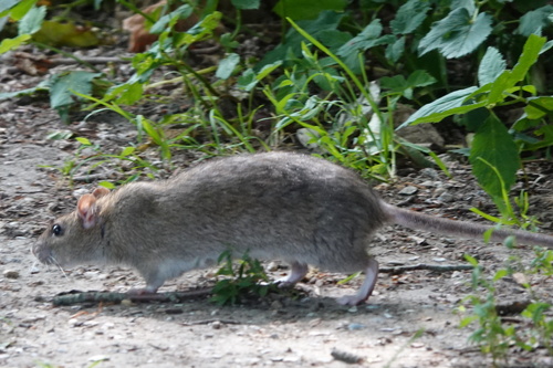 Brown Rat