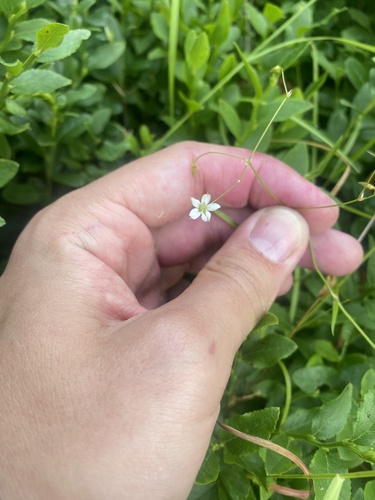 Stellaria longifolia, photograph 4