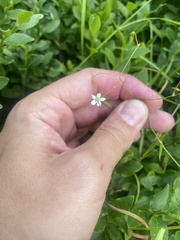 Stellaria longifolia, photograph (c) Илья Руденко, some rights reserved (CC BY)