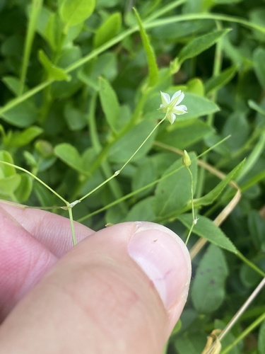 Stellaria longifolia, photograph 5