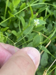 Stellaria longifolia, photograph (c) Илья Руденко, some rights reserved (CC BY)
