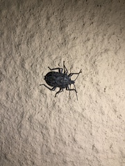 Peltasticus punctatus