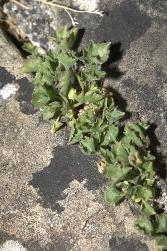 Asarina procumbens, photograph 5