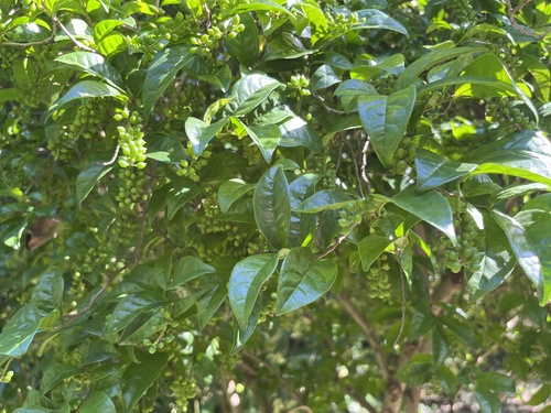 Antidesma montanum (Antidesma montanum)