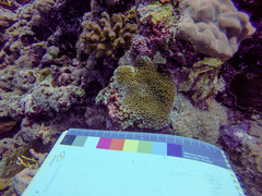 Galaxea fascicularis