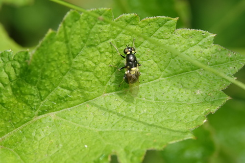 Twin-spotted Major