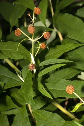 Buddleja globosa, photograph 4