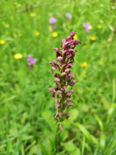 Anacamptis coriophora