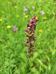 Anacamptis coriophora