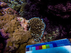 Acropora cytherea