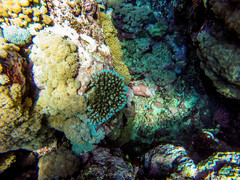 Acropora cytherea
