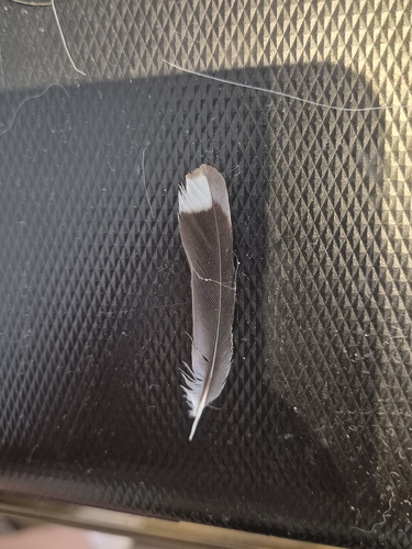 Plume de Sittelle torchepot
