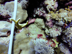 Millepora dichotoma