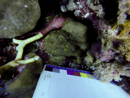Millepora dichotoma