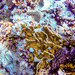 Plate Fire Coral - Photo (c) Ryan McMinds, some rights reserved (CC BY)